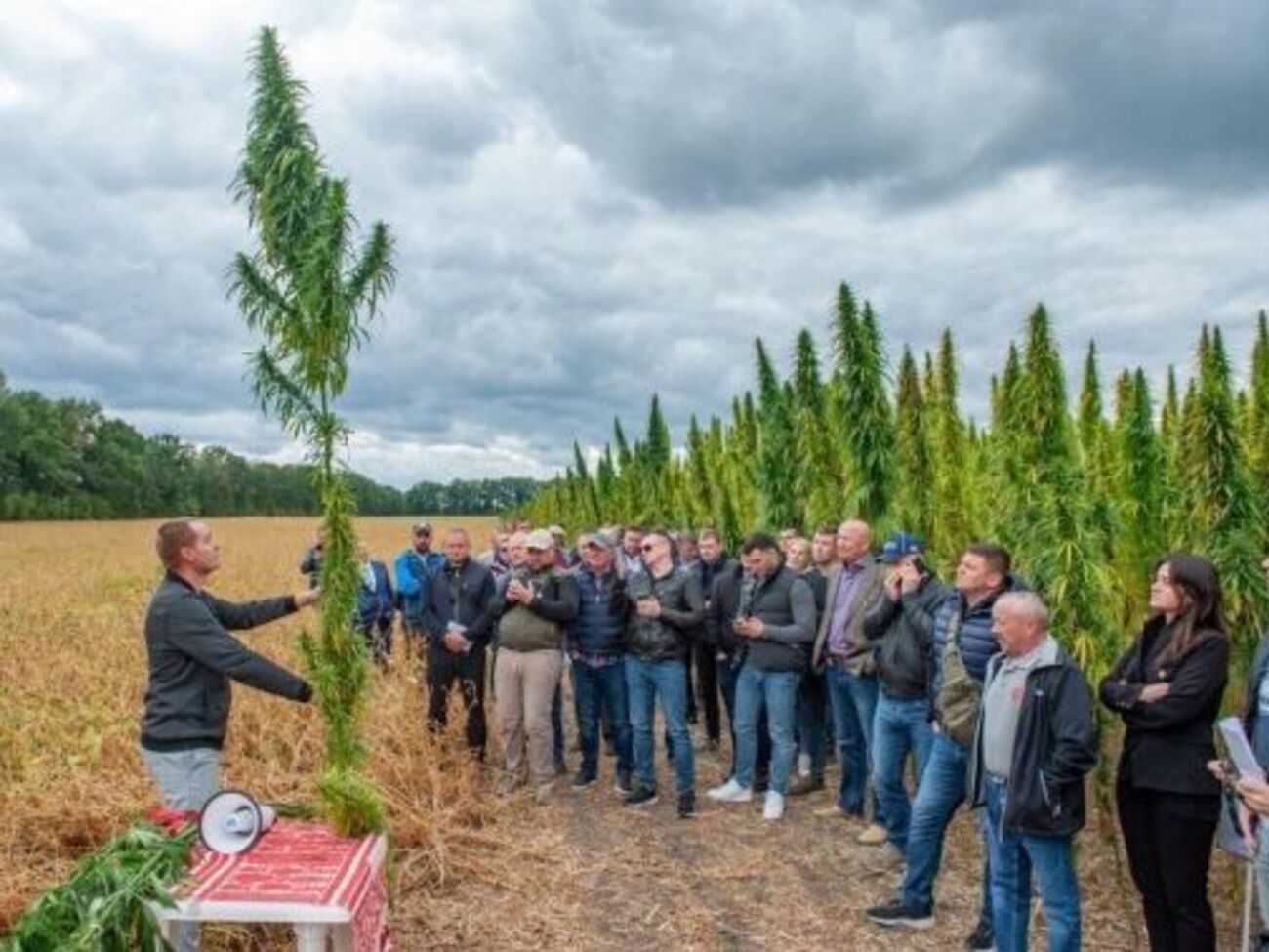 Коноплю можно использовать для производства военной формы и бронежилетов, отметили в НААН