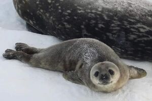 Тюлені Ведделла можуть жити приблизно 20 років
