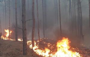 Спасатели ликвидировали возгорание в лесу, люди не пострадали, отметил Лукашук