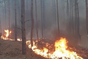 Рятувальники ліквідували займання в лісі, люди не постраждали, зазначив Лукашук