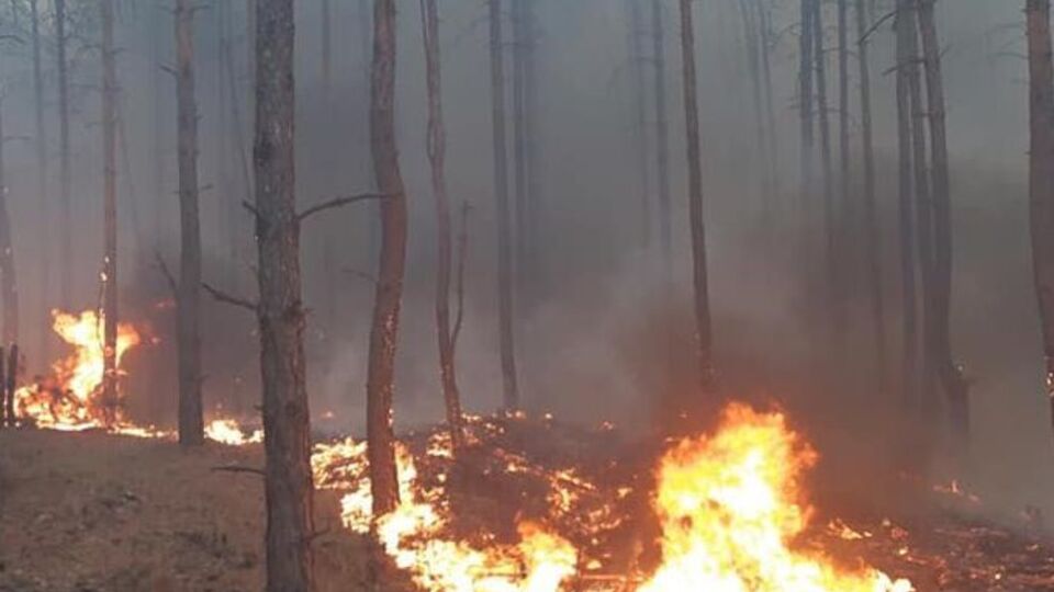 Спасатели ликвидировали возгорание в лесу, люди не пострадали, отметил Лукашук