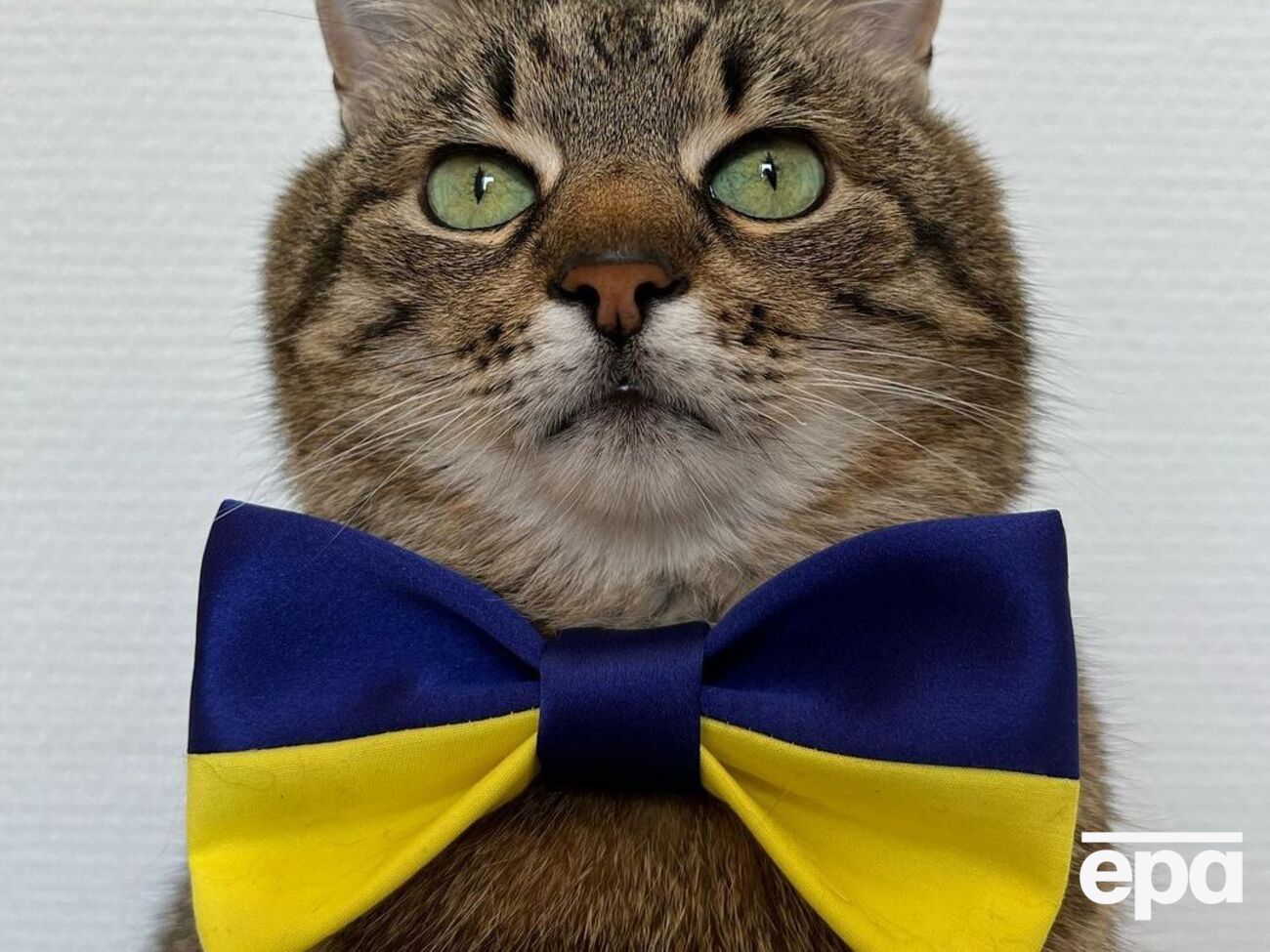 Кіт Степан: Кожен, хто любить батьківщину, може бути корисним