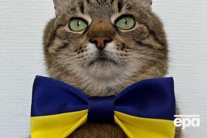 Кіт Степан: Кожен, хто любить батьківщину, може бути корисним