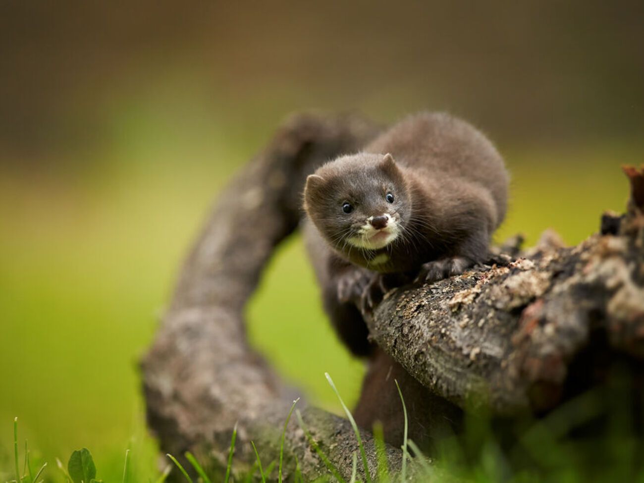 Міністерство сільського господарства Данії повідомило, що не продовжуватиме заборони на розведення норок