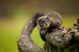 Міністерство сільського господарства Данії повідомило, що не продовжуватиме заборони на розведення норок