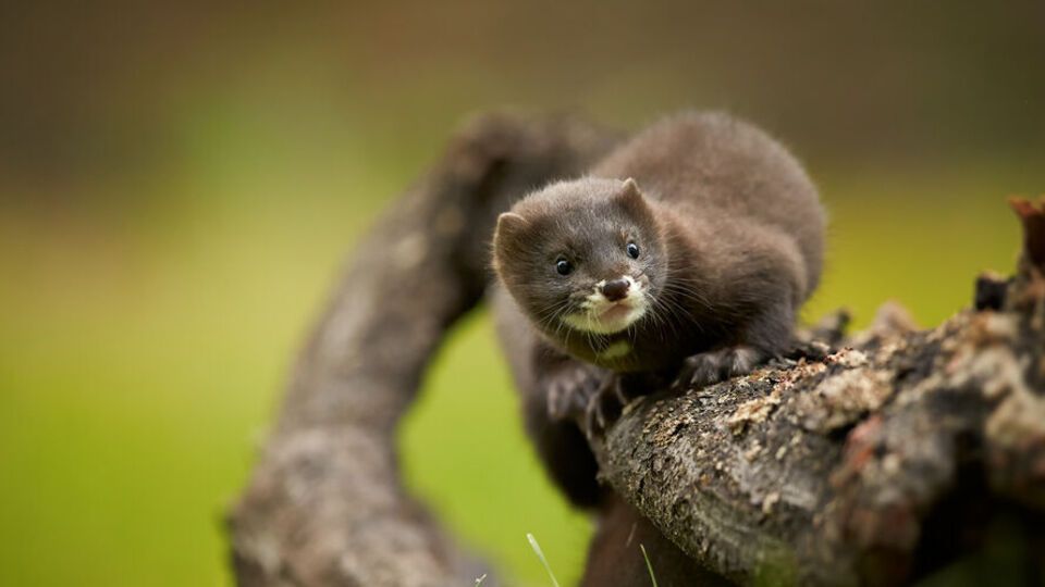 Міністерство сільського господарства Данії повідомило, що не продовжуватиме заборони на розведення норок
