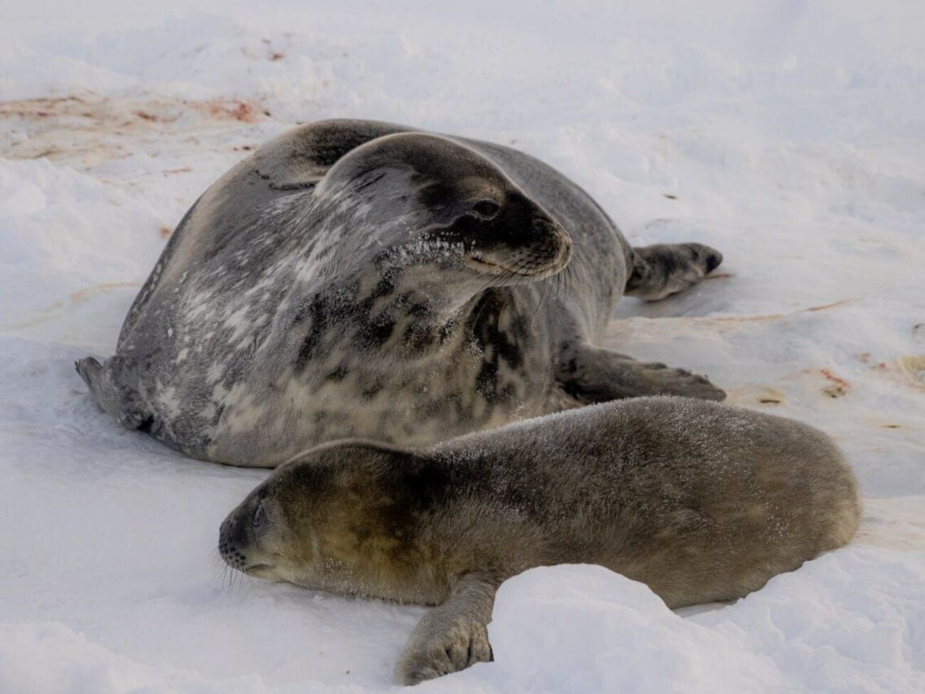 Тюлени на станции "Академик Вернадский" появились на прошлой неделе