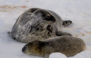 Тюлени на станции "Академик Вернадский" появились на прошлой неделе