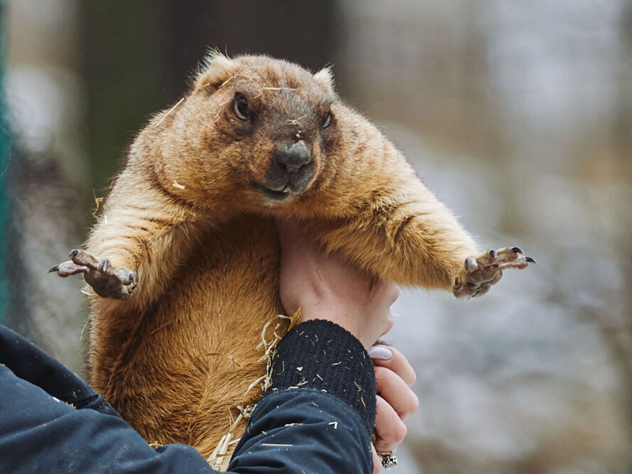В оккупации за сурками ухаживали двое сотрудников лаборатории