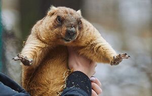 В оккупации за сурками ухаживали двое сотрудников лаборатории