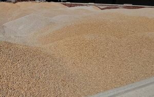 Экспорт украинского зерна меньше ожидаемого, отмечает Reuters