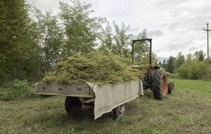 Техническая конопля используется для производства ткани, из которой, в частности, шьют форму для военных
