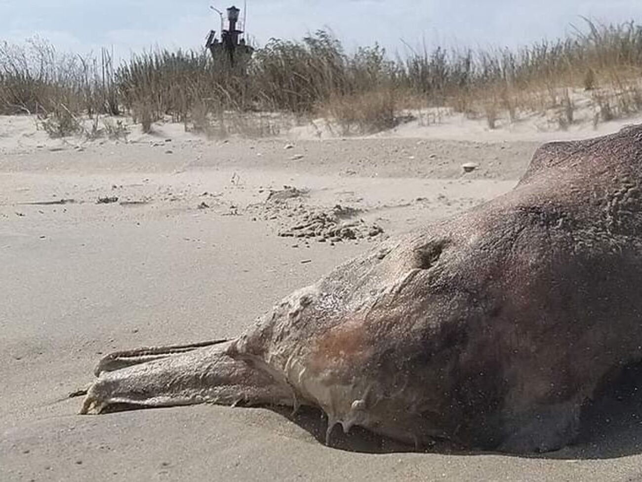 Эколог&nbsp;Иван Русев считат, что за время войны в Черном море погибли десятки тысяч дельфинов