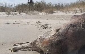 Эколог Иван Русев считат, что за время войны в Черном море погибли десятки тысяч дельфинов