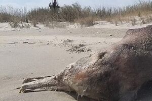 Еколог Іван Русєв вважає, що за час війни в Чорному морі загинули десятки тисяч дельфінів