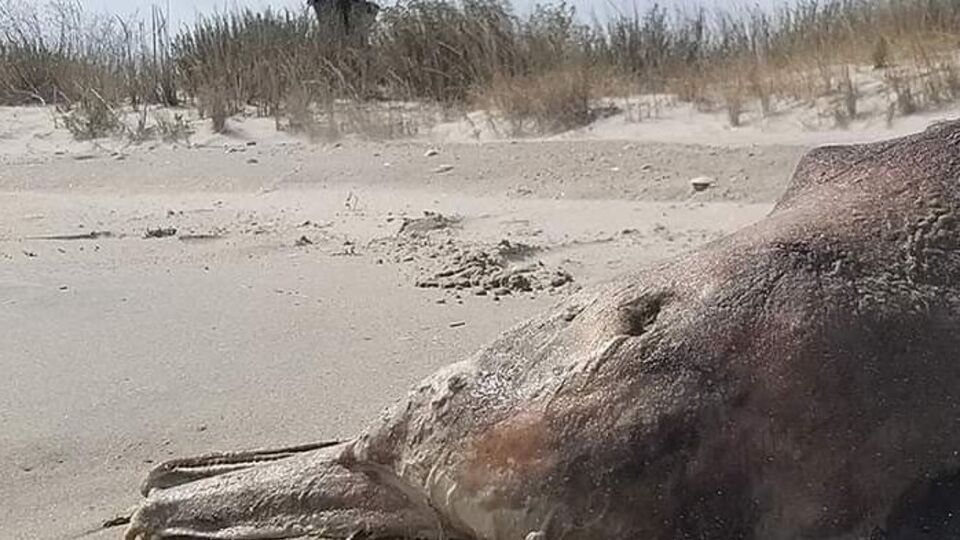Эколог Иван Русев считат, что за время войны в Черном море погибли десятки тысяч дельфинов