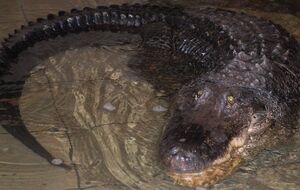 Крокодил прожив у зоопарку Миколаєва 71 рік