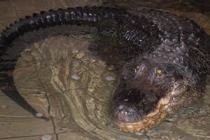 Крокодил прожив у зоопарку Миколаєва 71 рік