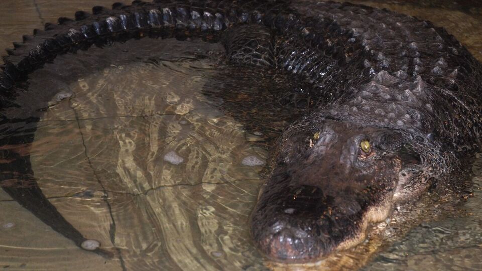 Крокодил прожив у зоопарку Миколаєва 71 рік