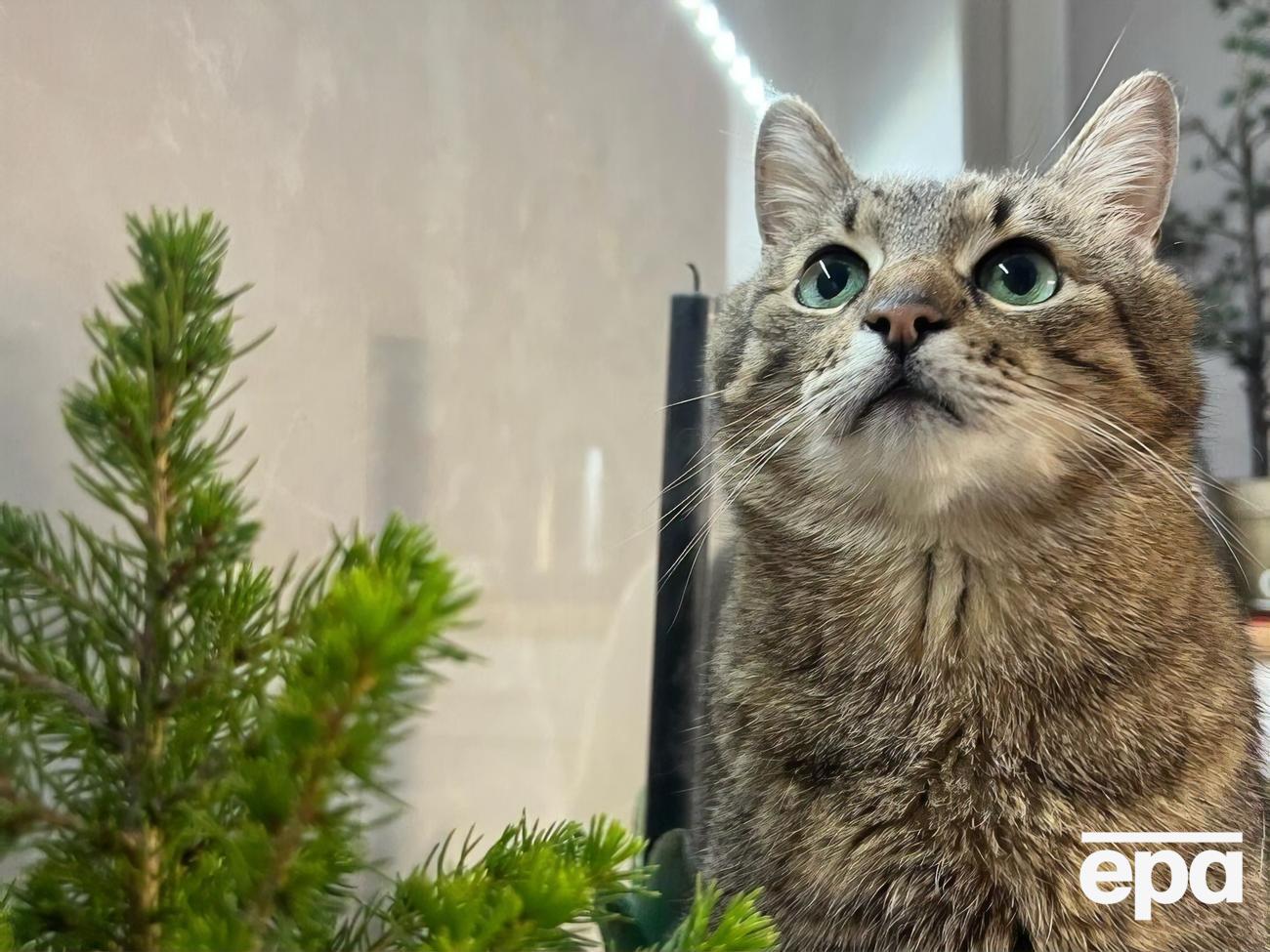 Кот Степан провел в Монако два месяца