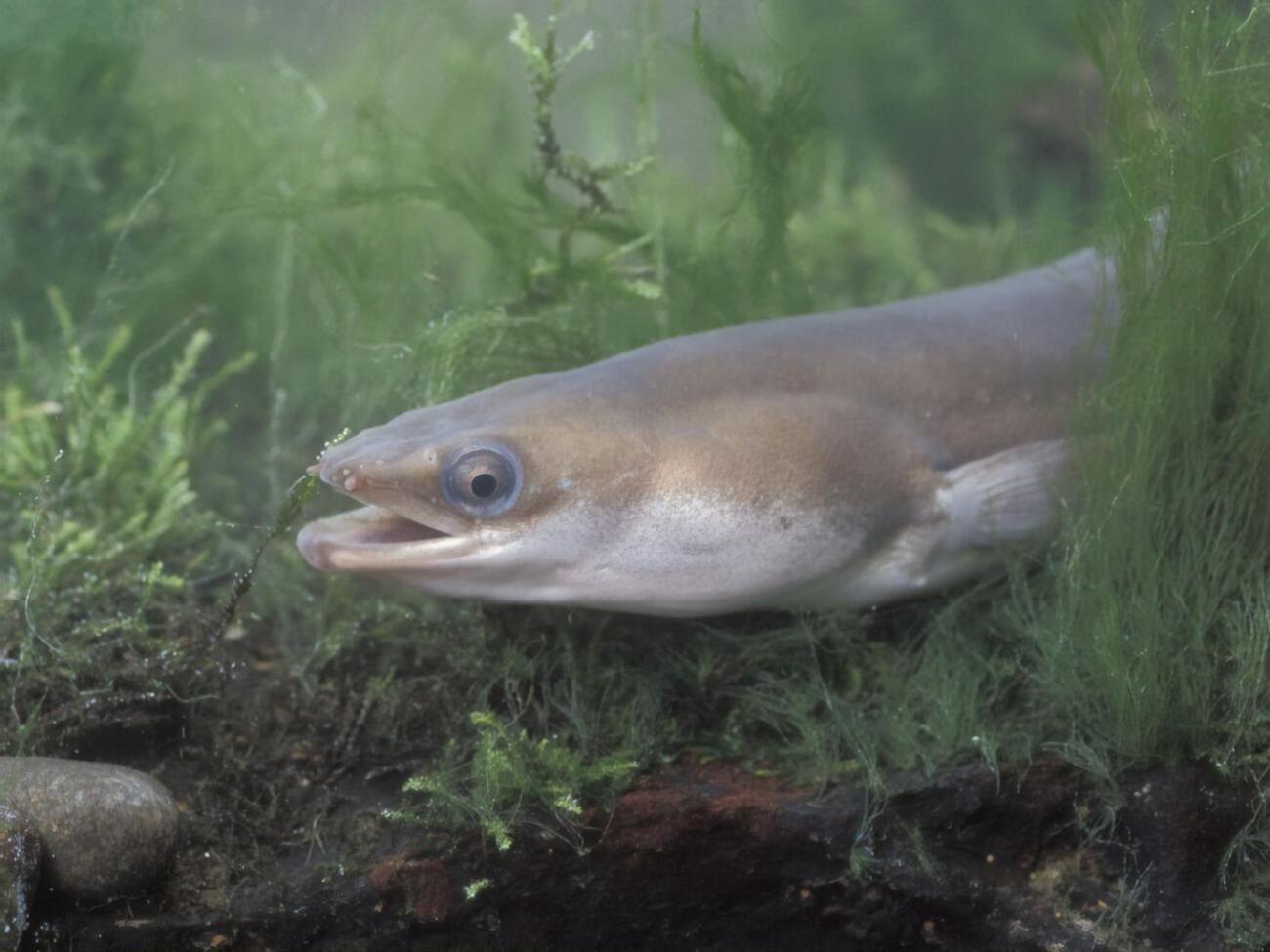 В Швеции запрещена ловля угря без разрешения