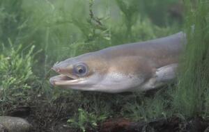 В Швеции запрещена ловля угря без разрешения