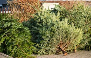 Пункты утилизации елок будут работать до 31 января