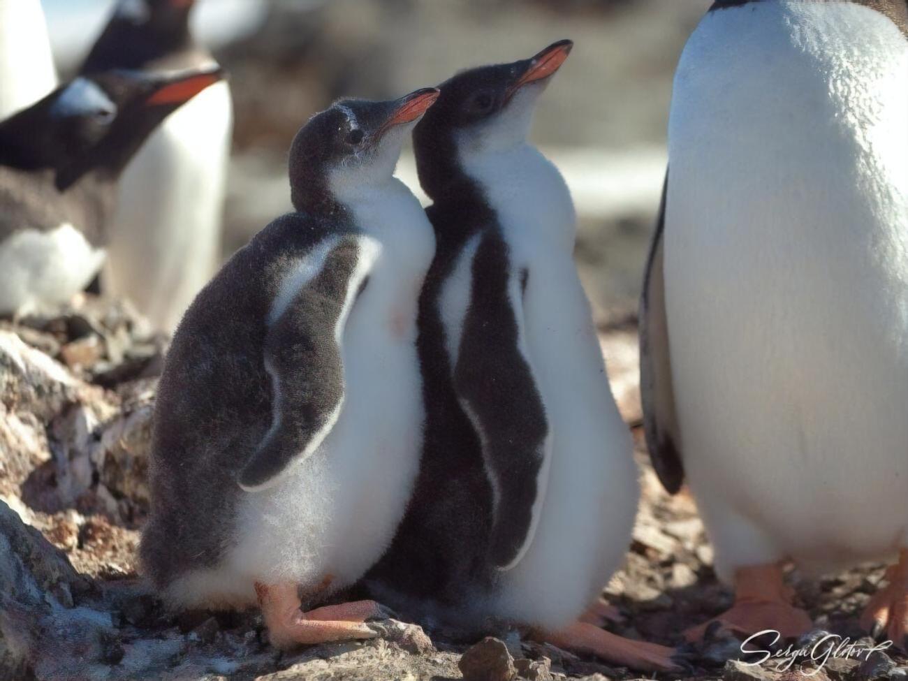 "Пузанчики". В антарктическом центре показали подросших пингвинят на станции "Академик Вернадский". Фоторепортаж