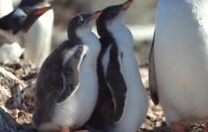 "Пузанчики". В антарктическом центре показали подросших пингвинят на станции "Академик Вернадский". Фоторепортаж