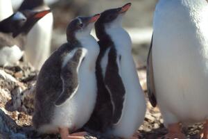 "Пузанчики". В антарктическом центре показали подросших пингвинят на станции "Академик Вернадский". Фоторепортаж