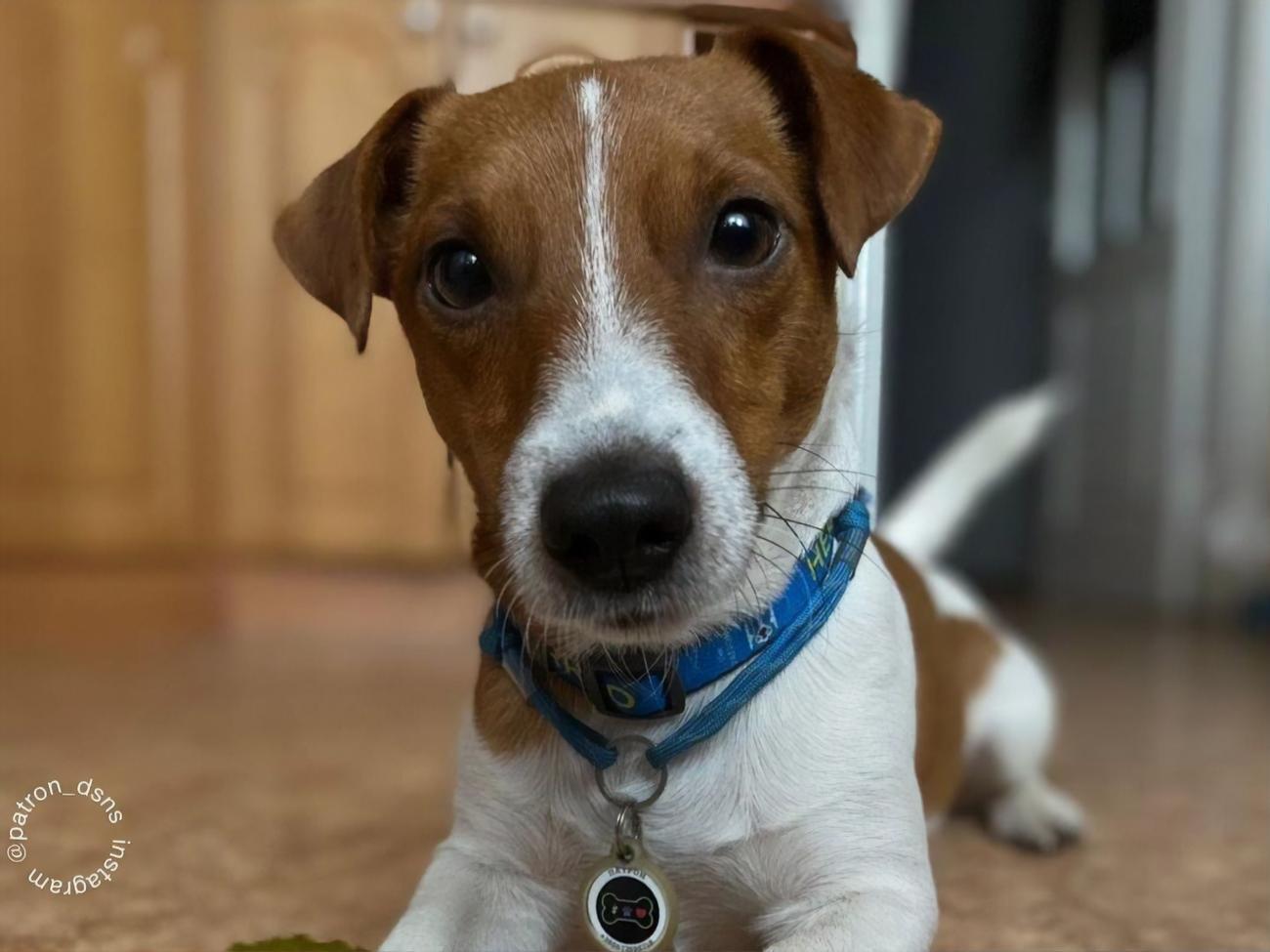Патрон&nbsp;&ndash; пес породи джек-рассел-тер'єр