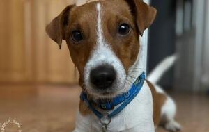 Патрон – пес породи джек-рассел-тер'єр