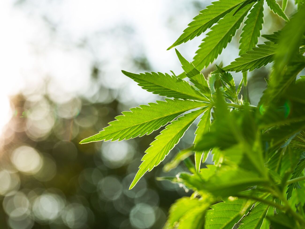 Верховная Рада 13 июля приняла в первом чтении законопроект о регулировании оборота конопли