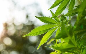 Верховная Рада 13 июля приняла в первом чтении законопроект о регулировании оборота конопли