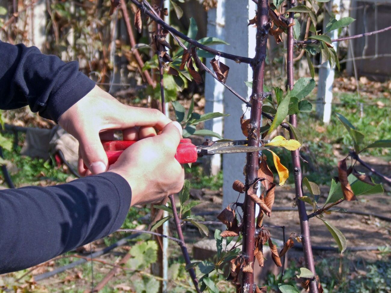 Обрезка поможет дереву омолодиться