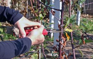 Обрезка поможет дереву омолодиться