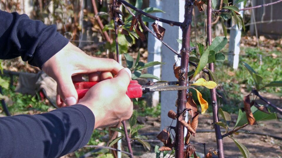 Обрезка поможет дереву омолодиться