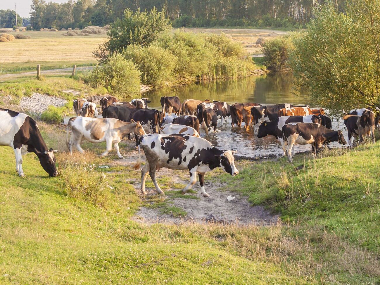 Відносно стабільно виробляють молоко на сільськогосподарських підприємствах, але ці обсяги не можуть компенсувати зниження виробництва у населення