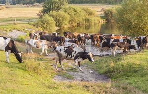 Відносно стабільно виробляють молоко на сільськогосподарських підприємствах, але ці обсяги не можуть компенсувати зниження виробництва у населення