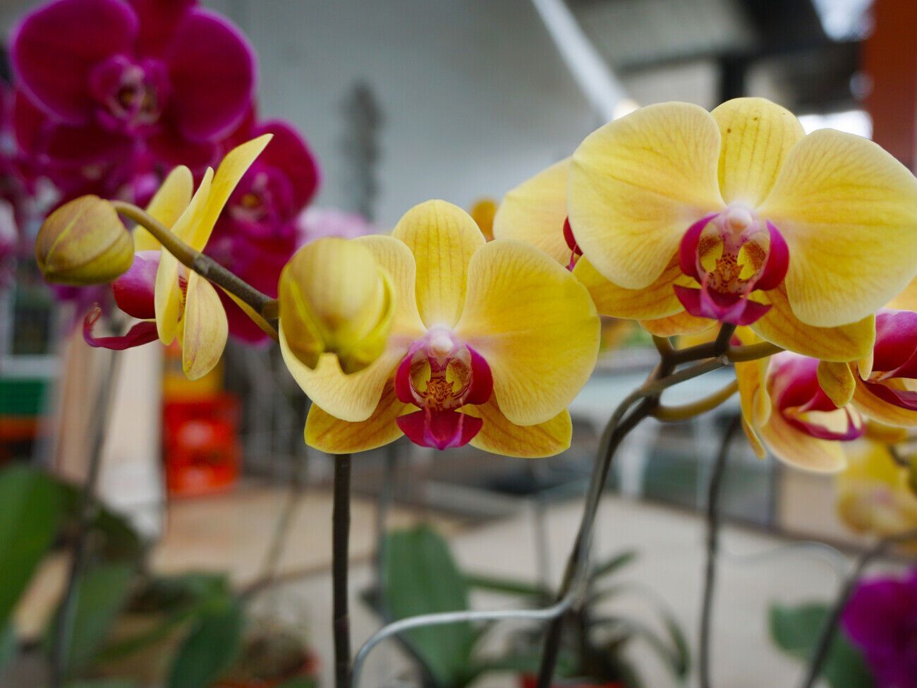 Поливать орхидеи подкормкой нужно раз в месяц