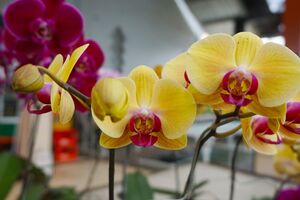 Поливать орхидеи подкормкой нужно раз в месяц