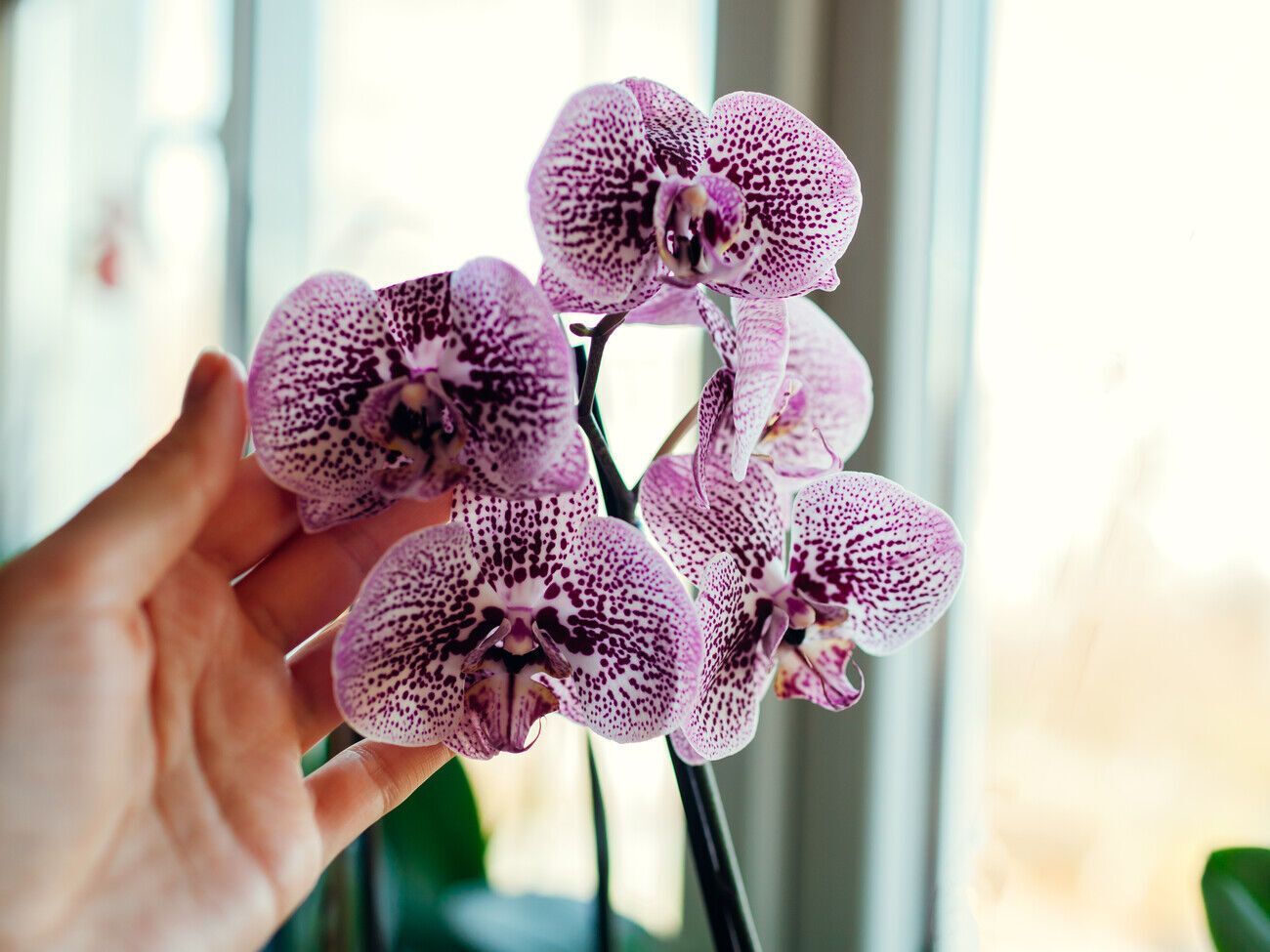 Витамины группы В полезны для орхидеи