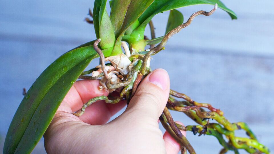 Для обеззараживания листьев орхидеи используют луковый настой