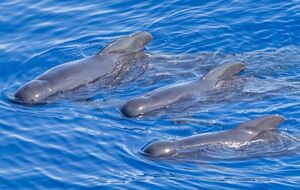 РФ переместила дрессированных дельфинов в Крыму