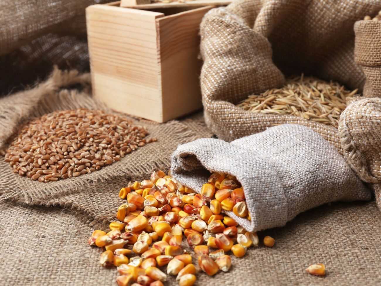 Семена нужно просушить