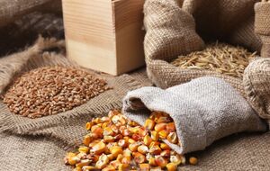 Семена нужно просушить