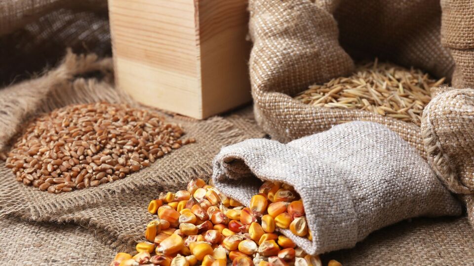 Семена нужно просушить