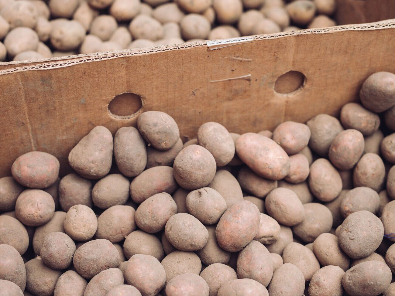 Картофель нужно хранить в помещении, где температура будет от 2 до 4 °C