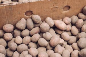 Картофель нужно хранить в помещении, где температура будет от 2 до 4 °C