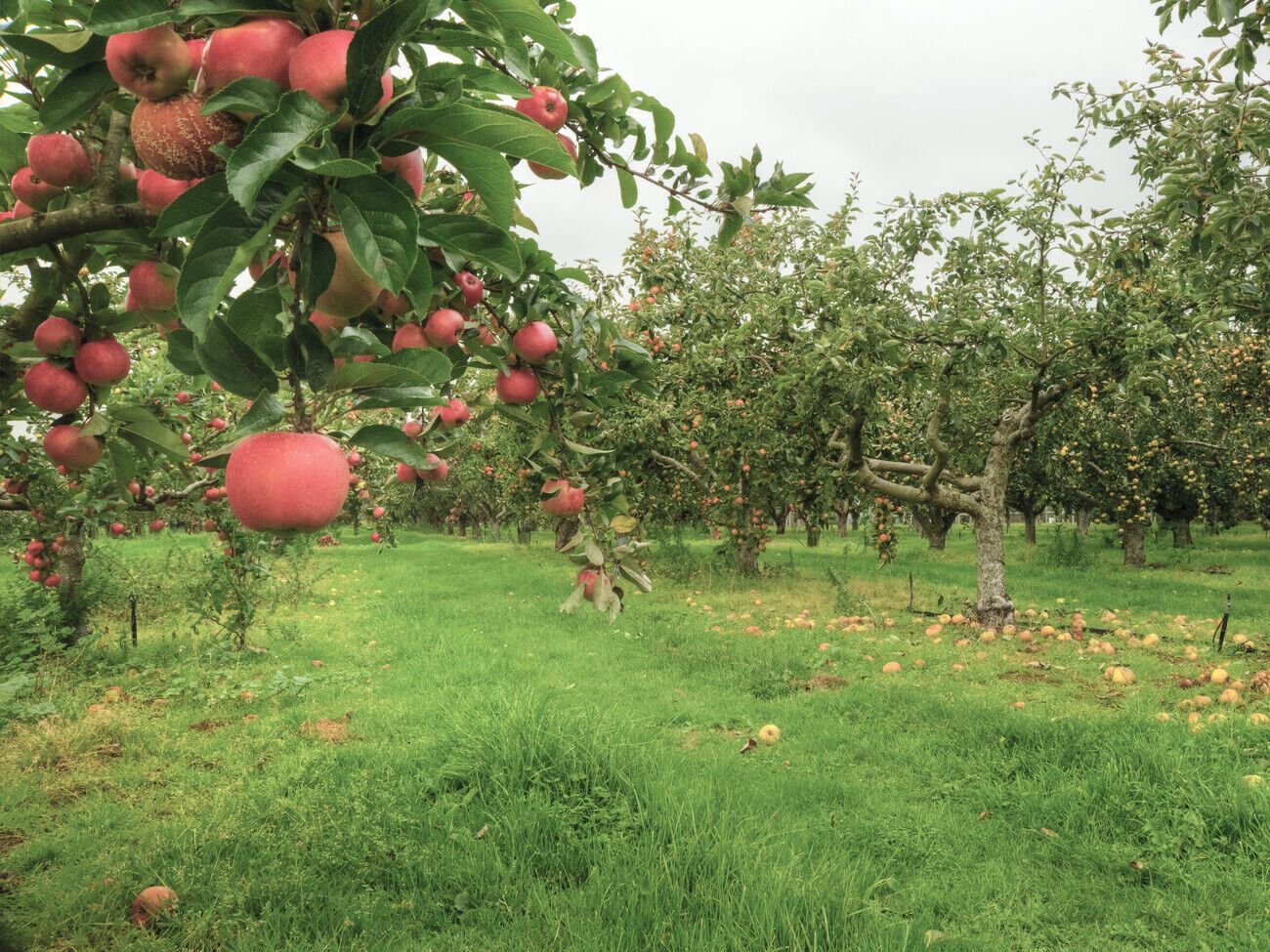 Осенние удобрения не должны содержать азот, так как предназначены для подготовки плодовых деревьев к зиме